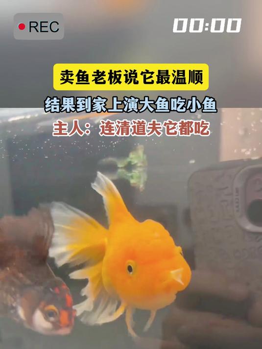 卖鱼老板说它最温顺,结果到家上演大鱼吃小鱼,主人:连清道夫它都吃