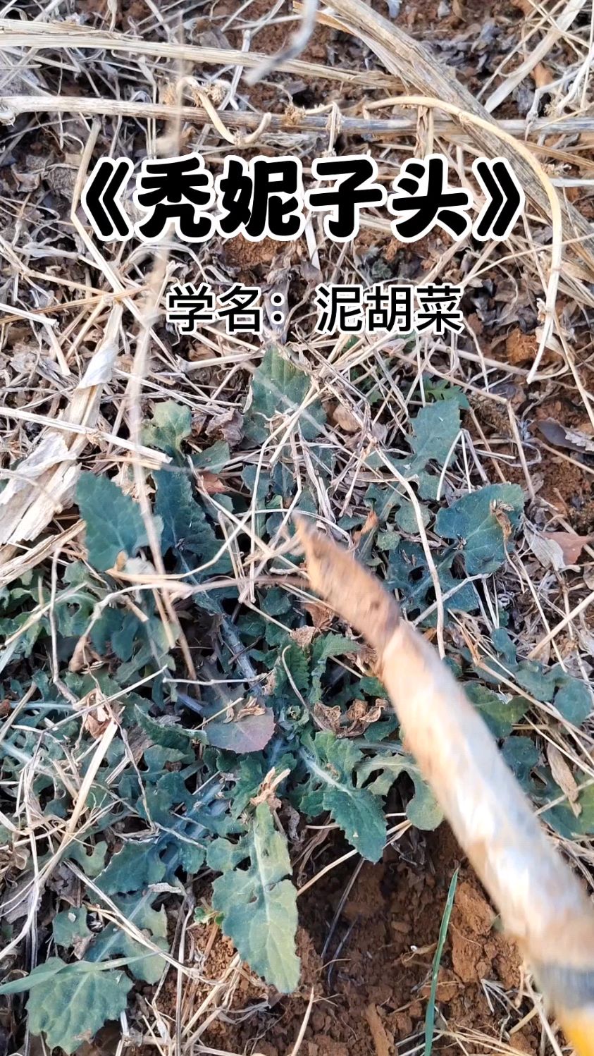 泥胡菜俗称秃妮子头,你们那叫什么