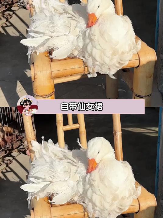 优雅的公主和她不成器的弟弟#白鹅# #搞笑# #看一遍笑一遍# #万万没想到# #可爱#