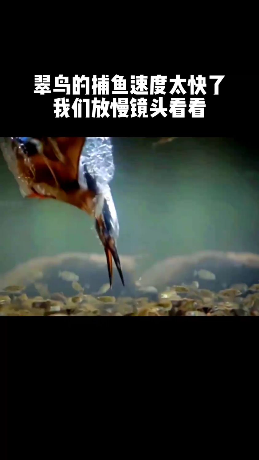 翠鸟捕鱼速度太快了,我们放慢镜头看看!