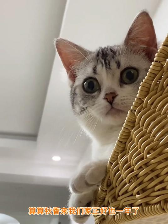 我家小院的城防，花臂大佬都屈服了