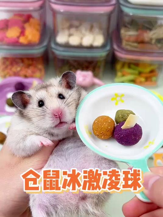 小仓鼠吃冰激凌球咯～冰激凌和冬天也太配了吧～