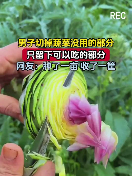 男子切掉蔬菜没用的部分,只留下可以吃的部分,网友:种了一亩 收了一筐
