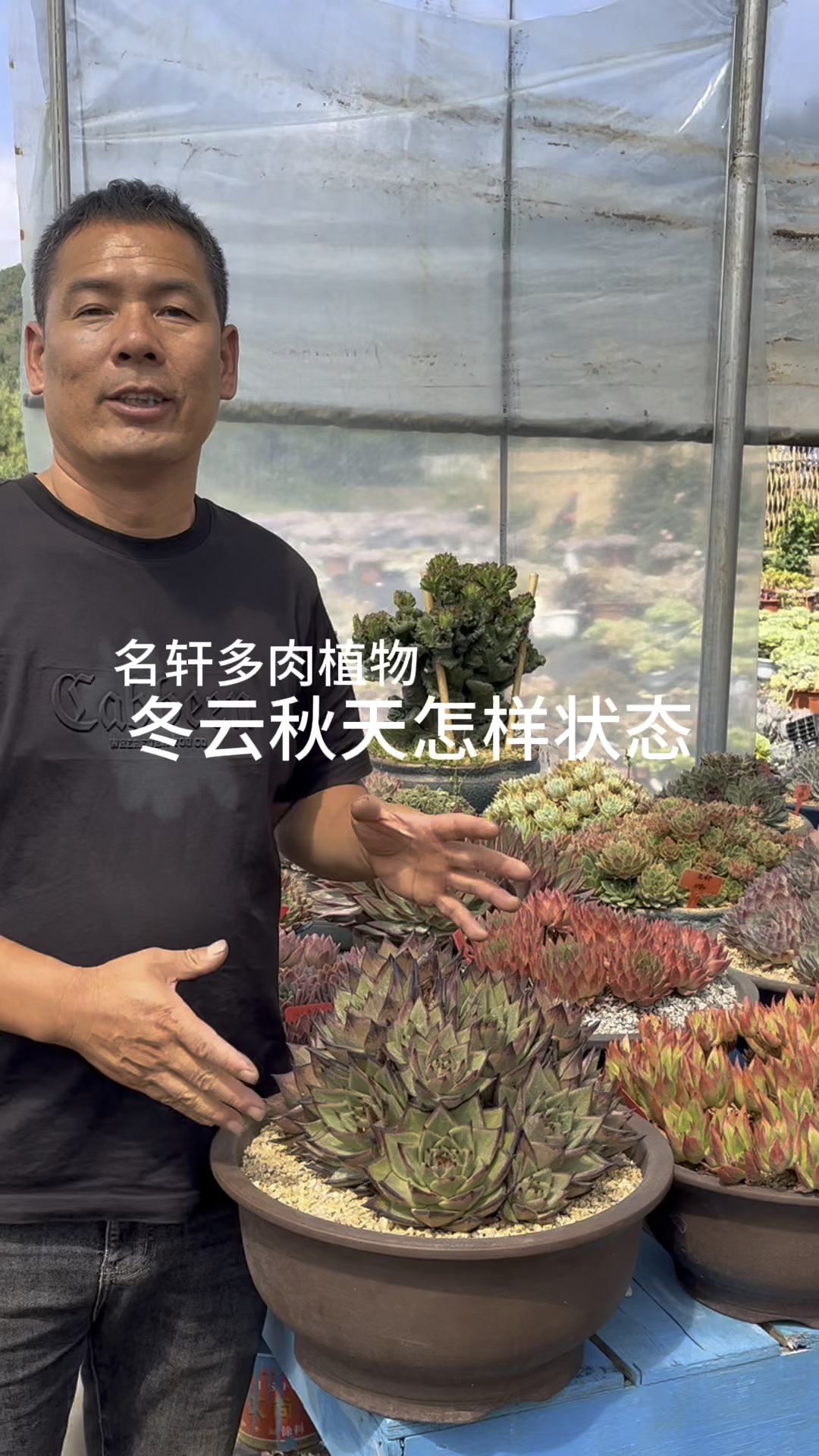 多肉植物冬云秋天怎样状态