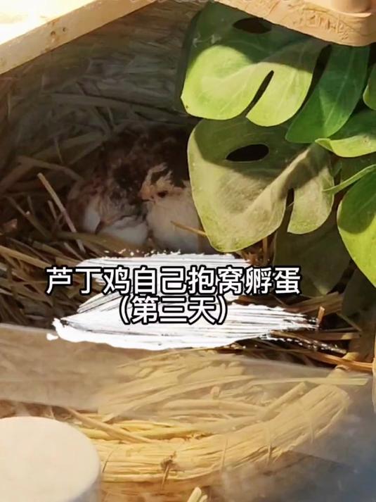 母鸡孵蛋第三天,男一号现身,黑礼服公鸡担起鸡爸爸的责任!