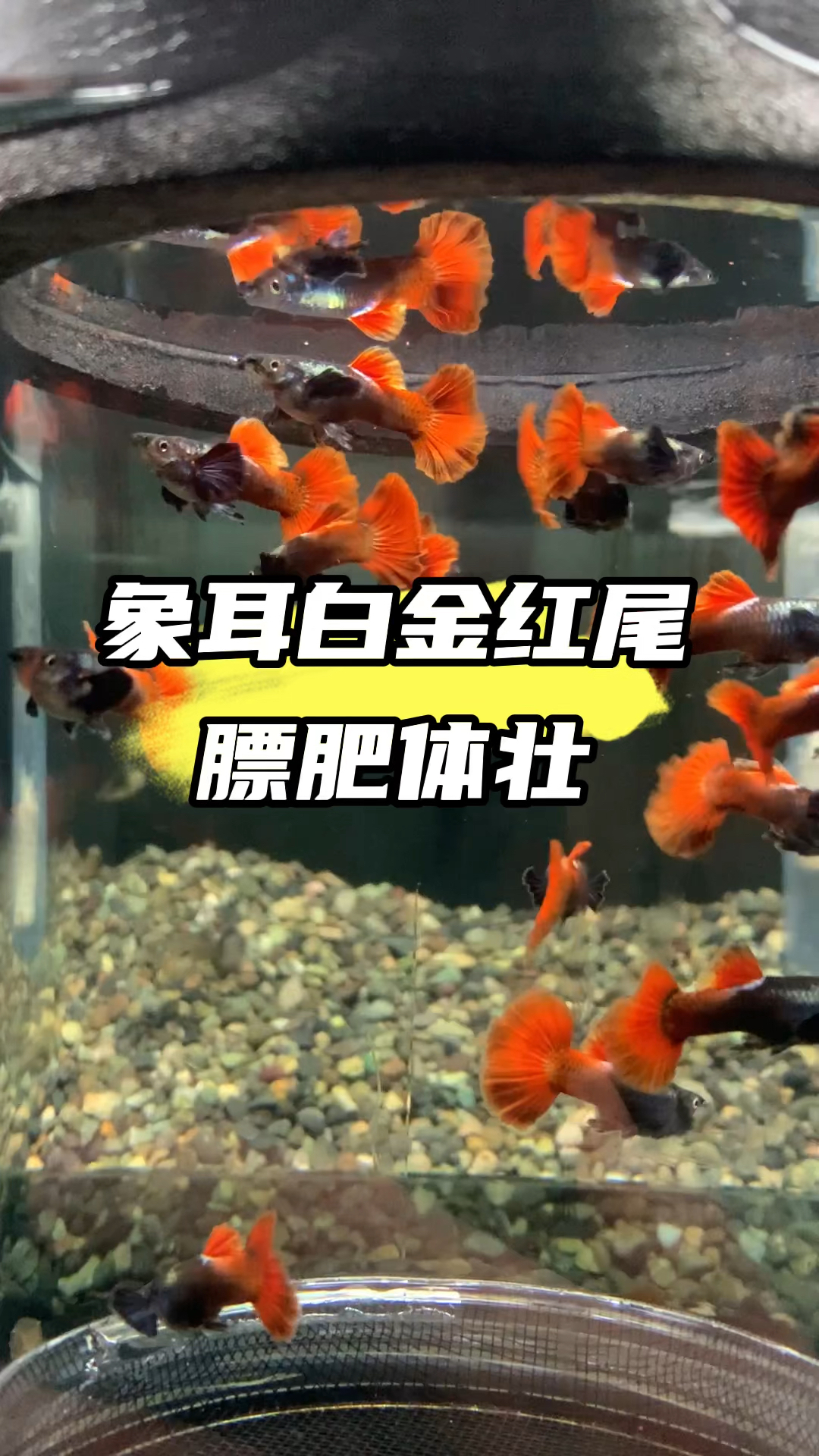 网红鱼之象耳白金红尾,体格不错吧 #养鱼人 #养鱼日记 #孔雀鱼 #水族 #观赏鱼