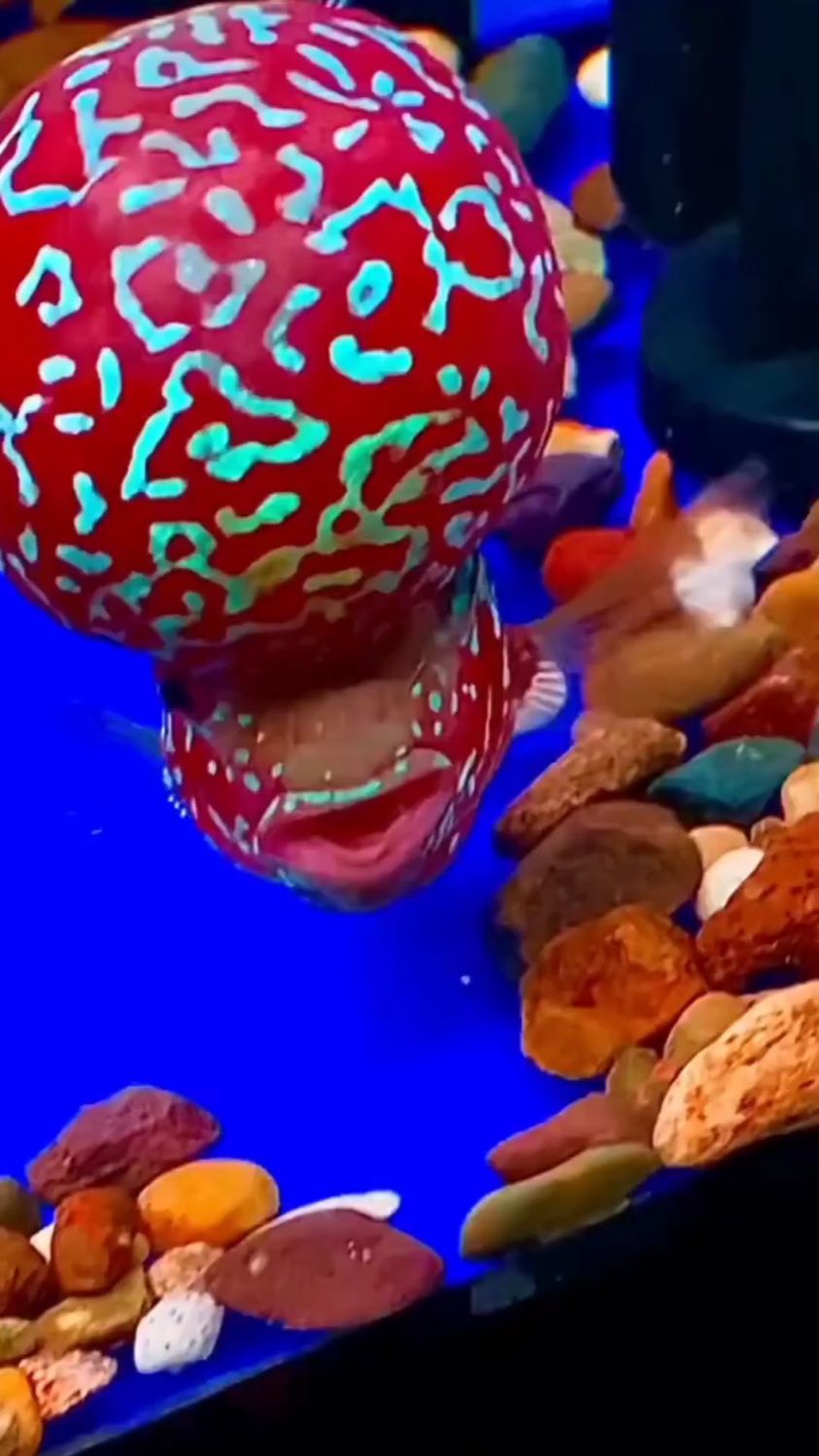 罗汉爆头!鸿运当头!