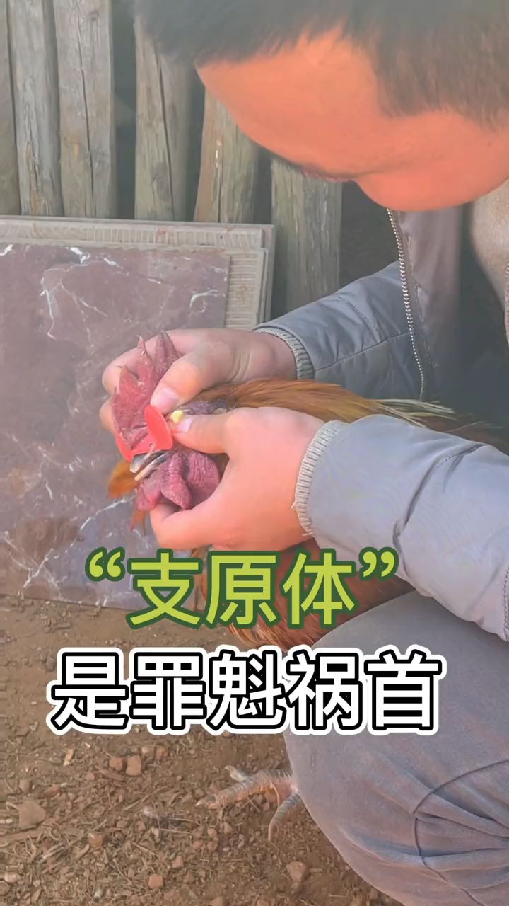支原体感染的鸡