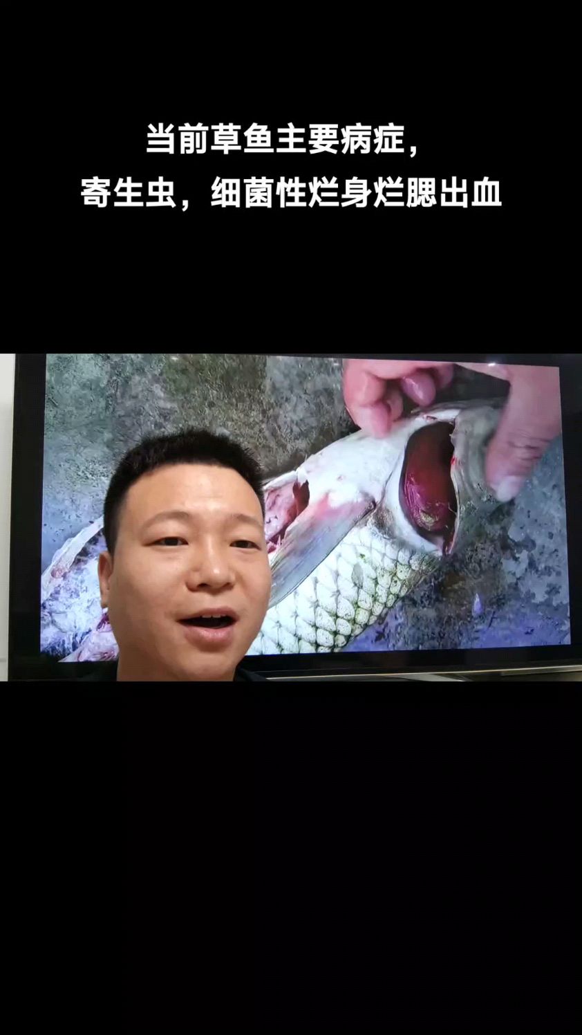 四月草鱼常见问题,寄生虫,烂身烂腮出血,一定要提前预防。