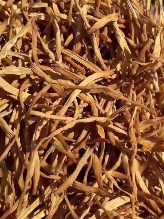 干黄花菜炒鸡蛋,简单快手,营养又美味!