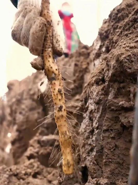 好吃到破防!家里有小朋友的一定要试试这个茯苓薏米山药线面早餐