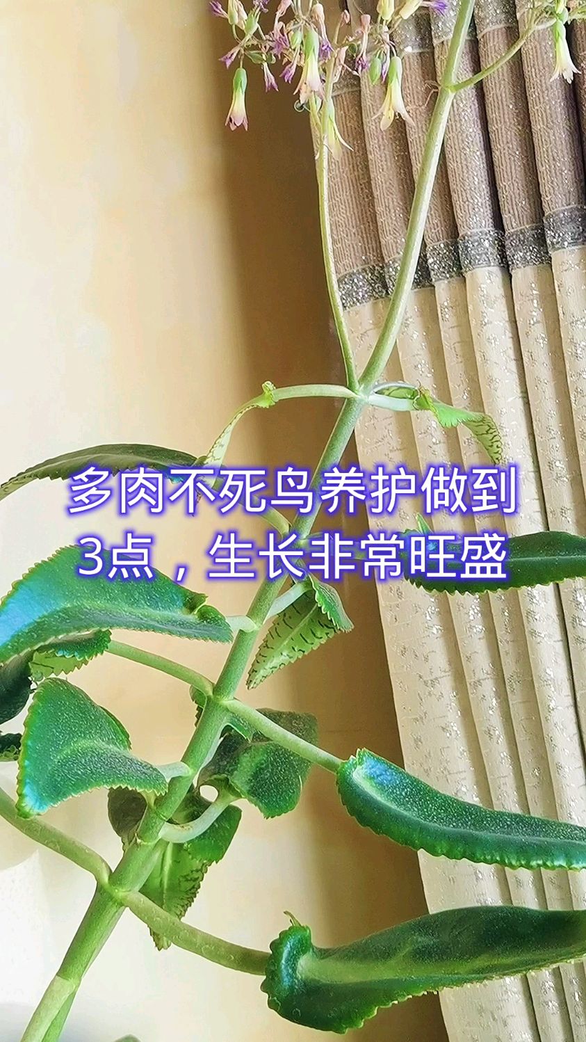 多肉不死鸟养护做到3点,生长非常旺盛!