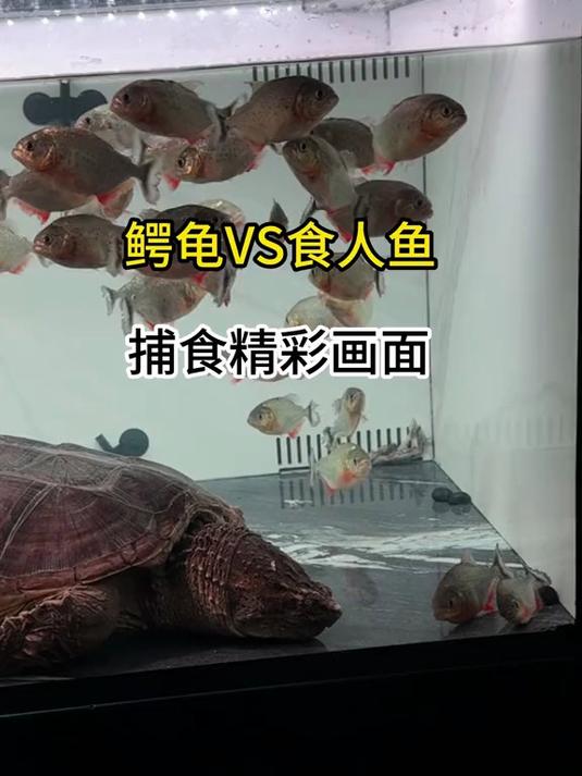 鳄龟vs食人鱼