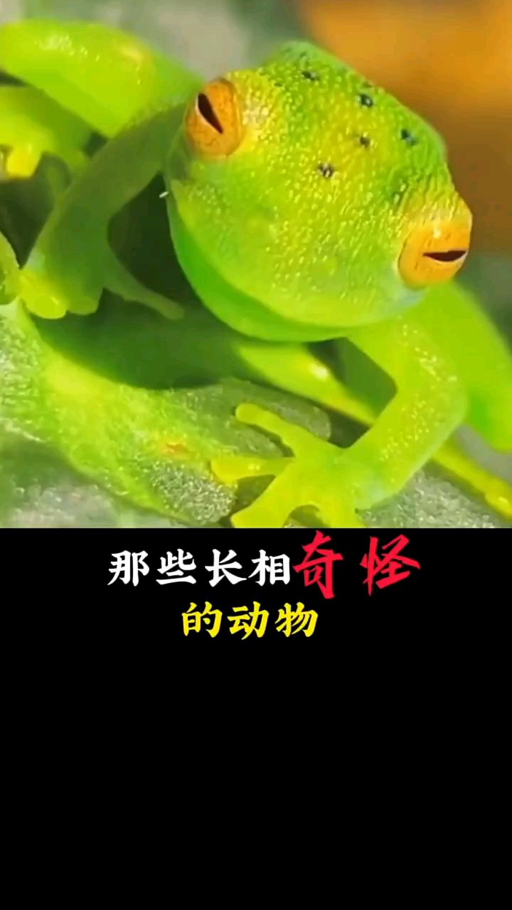 这些长相奇怪的动物《七》,你见过哪种呢?
