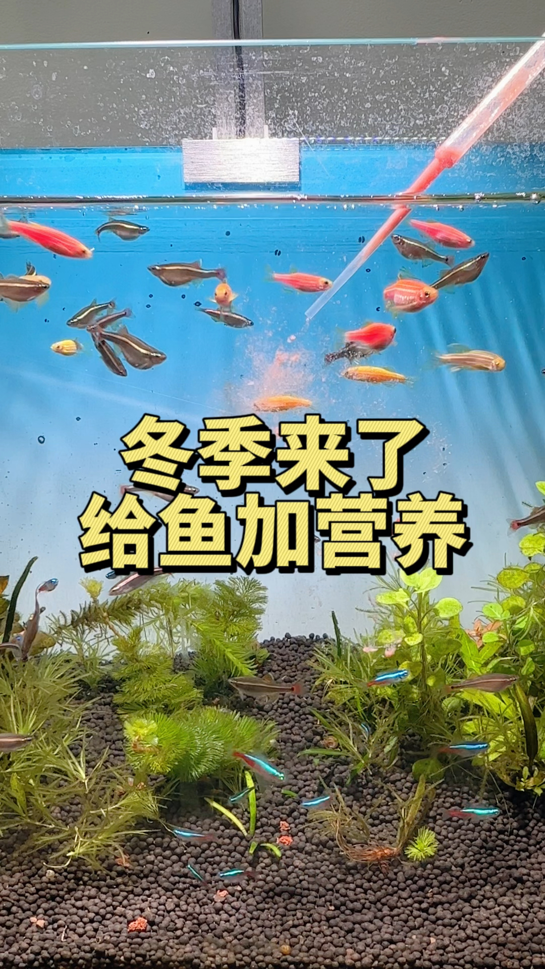 冬天来了给你的鱼吃营养点补补身体,这款丰年虾就非常有助于鱼健康成长。#水族#丰年虾
