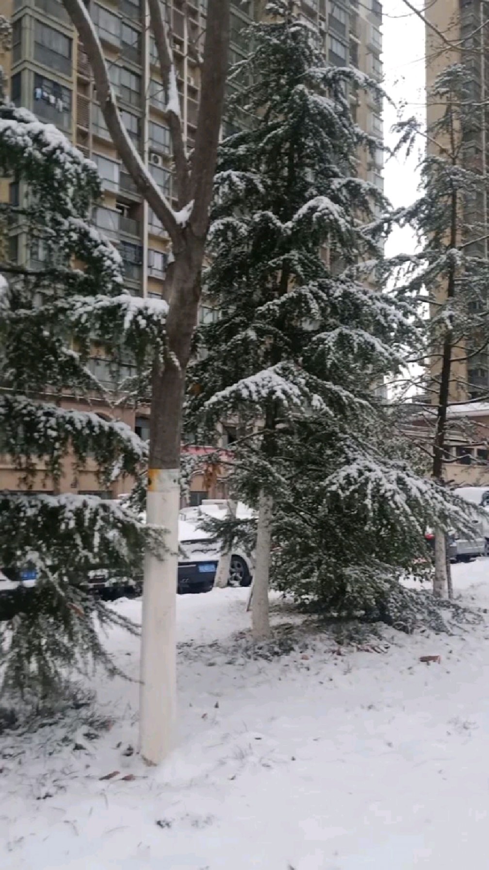 你那里下雪了吗 ? 走,带你赏雪去!