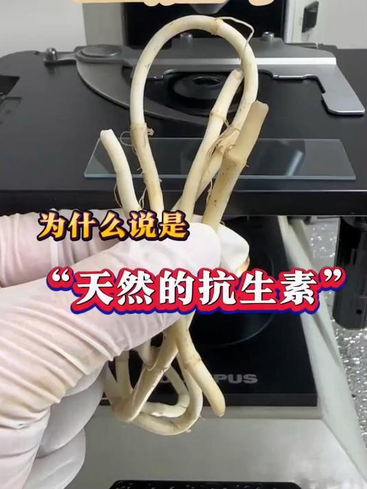 鱼腥草你吃过吗 鱼腥草 植物科普 折耳根