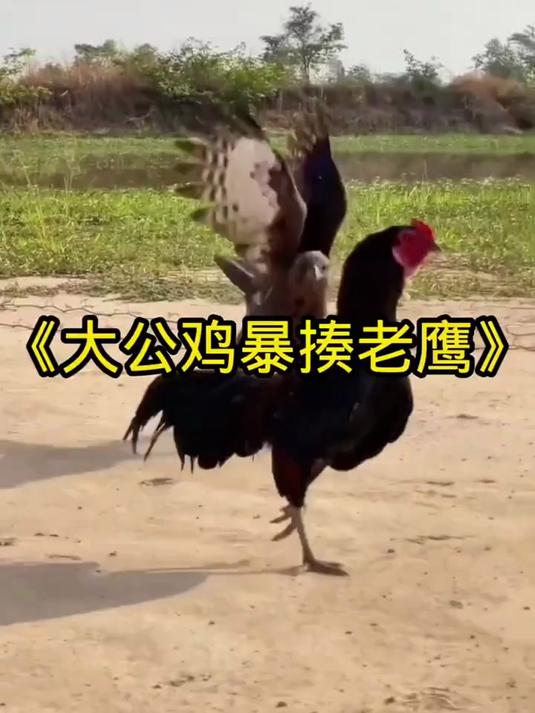 这是老鹰猎杀大公鸡的精彩画面,十斤重的大公鸡实力不容小觑