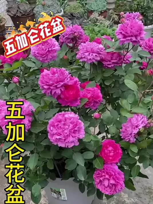 五加仑滤水花盆 耐用防晒又透气 养花必备