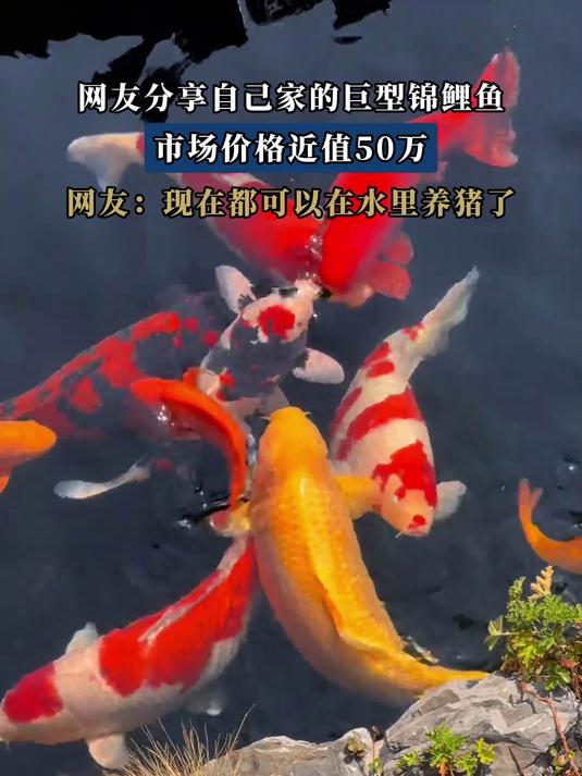 网友分享自己家的巨型锦鲤鱼,市场价格近值50万