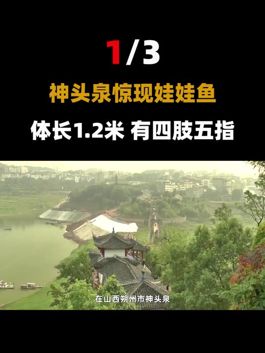 都说娃娃鱼叫声像婴儿,可谁听过它叫?专家:它压根不会叫