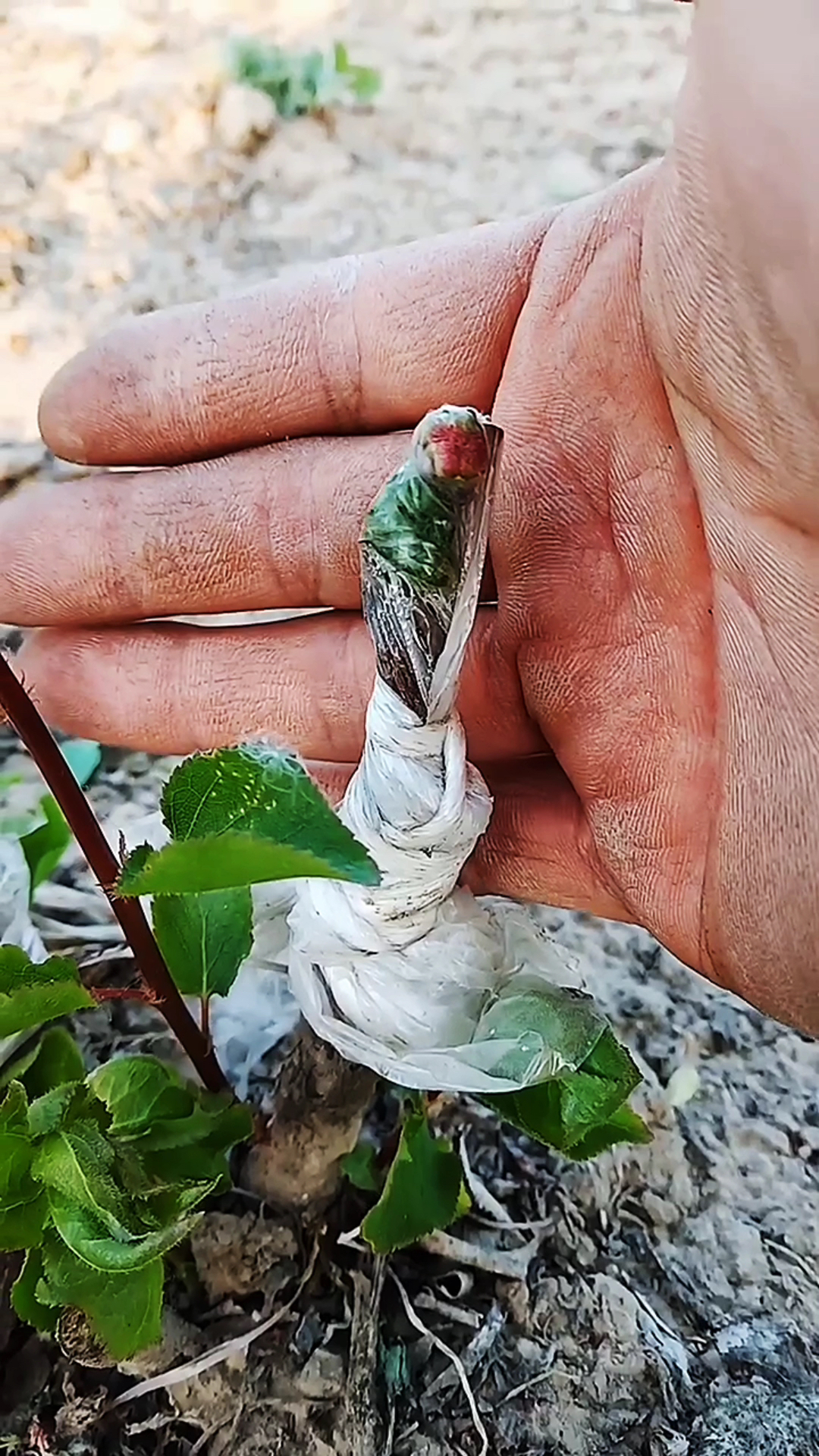 杏树嫁接用桃树做砧木,桃杏结合亲和性好,长出的小花太漂亮