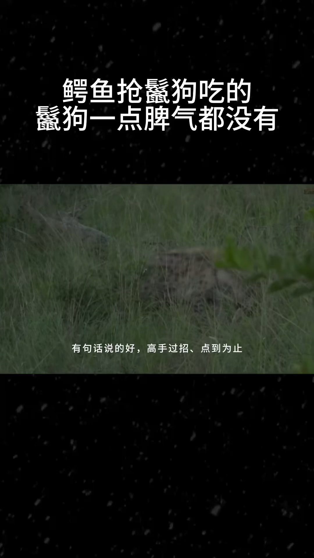 鳄鱼抢鬣狗吃的,鬣狗一点脾气都没有
