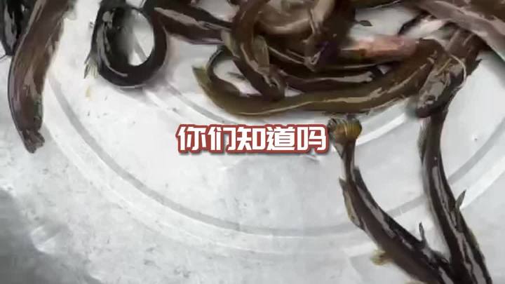 4月24日怕热的山坑冷水鲶鱼1