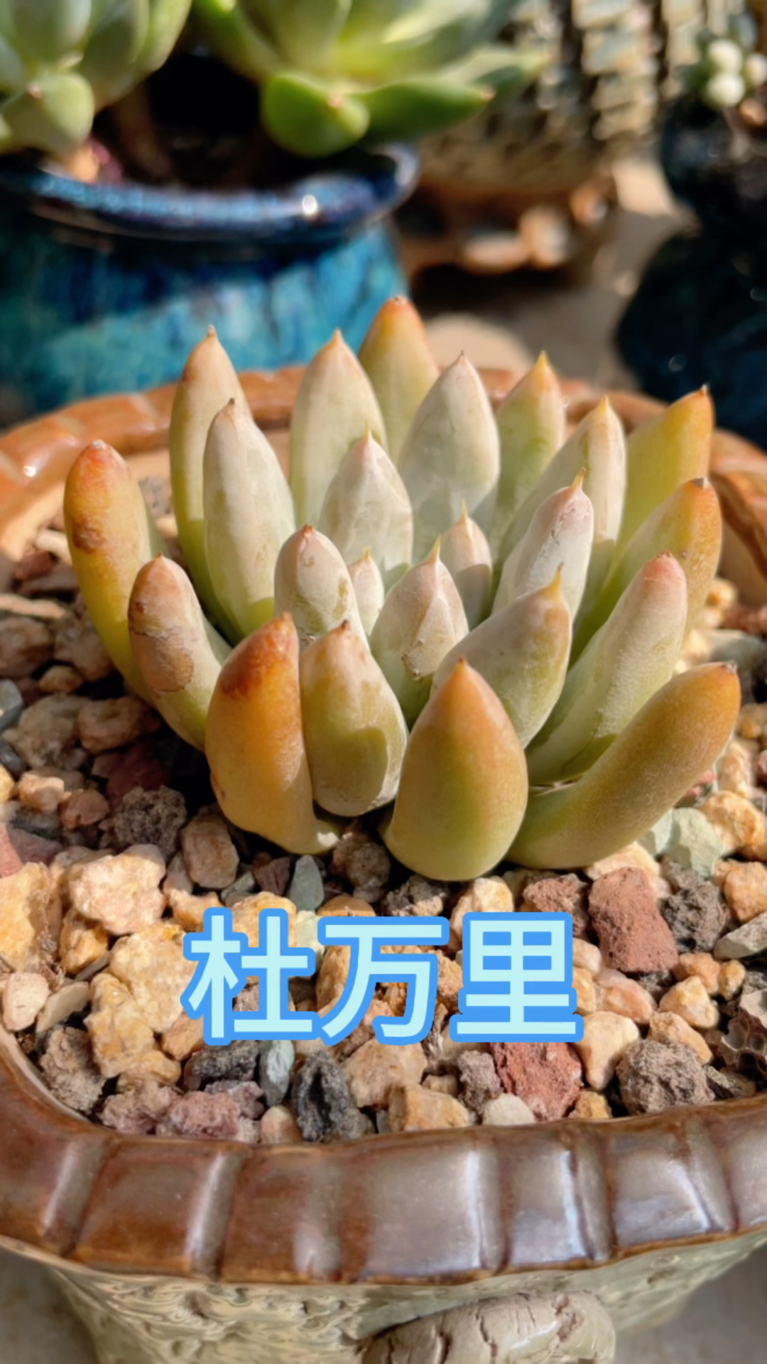 杜万里,红颜蜜语,这两颗小肉肉还能看