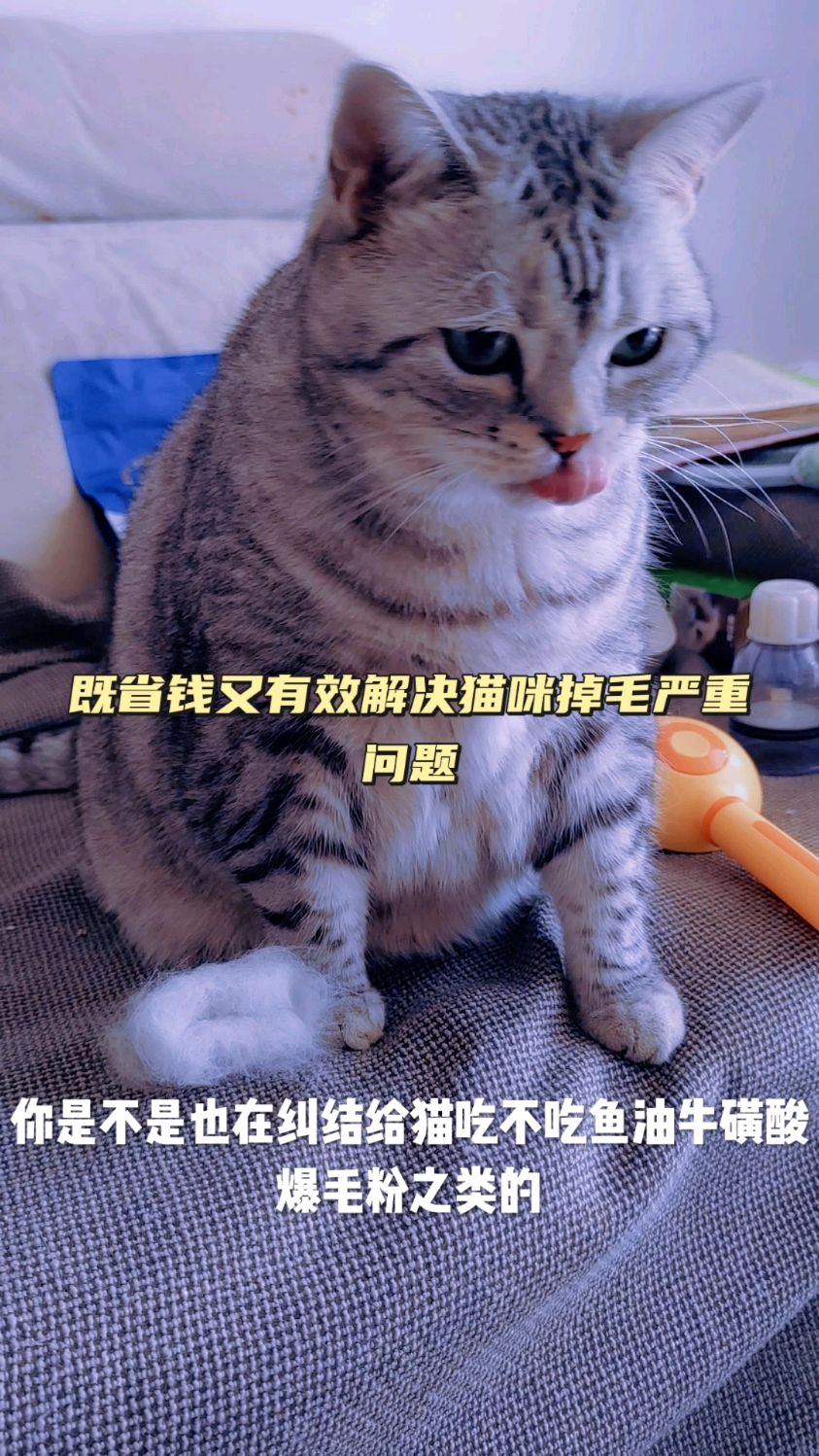 既省钱又解决猫咪掉毛严重问题!