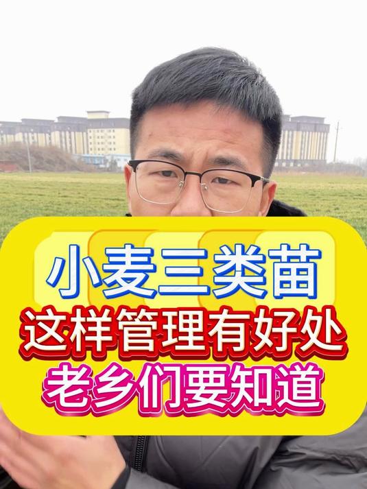 小麦三类苗这样管理有好处老乡们要知道