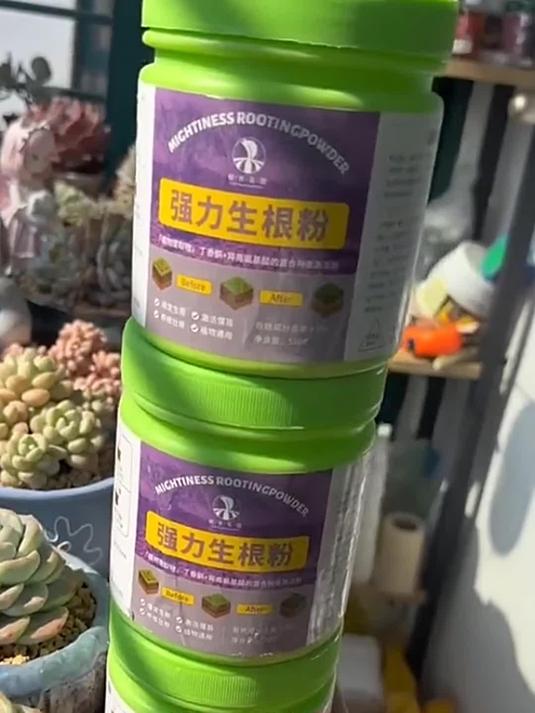 养多肉怎能少强力生根粉?轻松爆盆有妙招