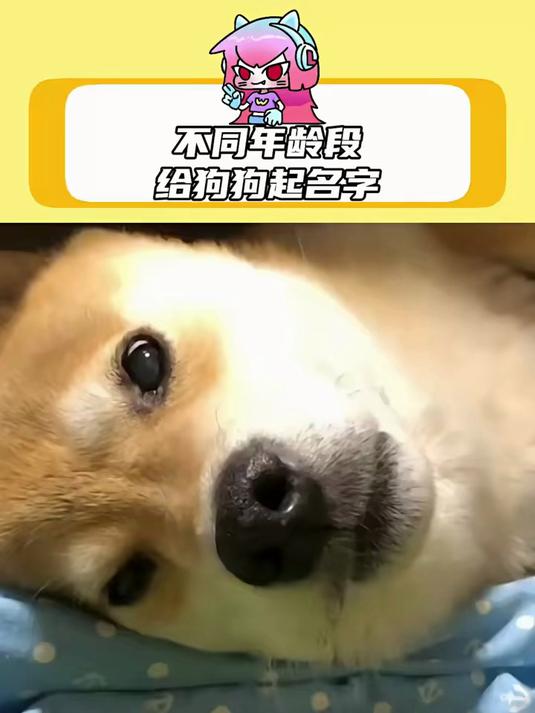 不同年龄段的人给狗狗起名