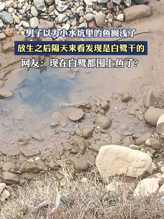 现在白鹭都囤鱼了，男子以为小水坑里的鱼搁浅了，放生之后隔天来看发现是白鹭干的