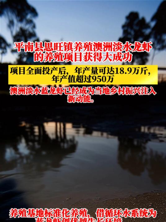 厉害!平南县的澳洲淡水龙虾取得大成功,年产量达18.9万斤