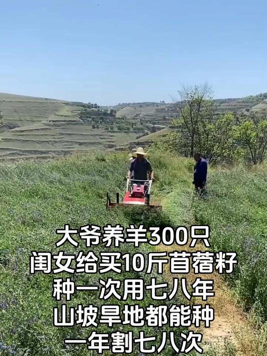 紫花苜蓿样子牛羊#紫花苜蓿#牛羊养殖