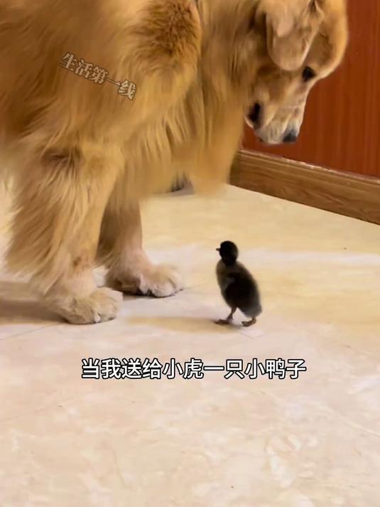 女生送了狗狗一只小鸭子,开始一直躲,被最后这一幕暖到了