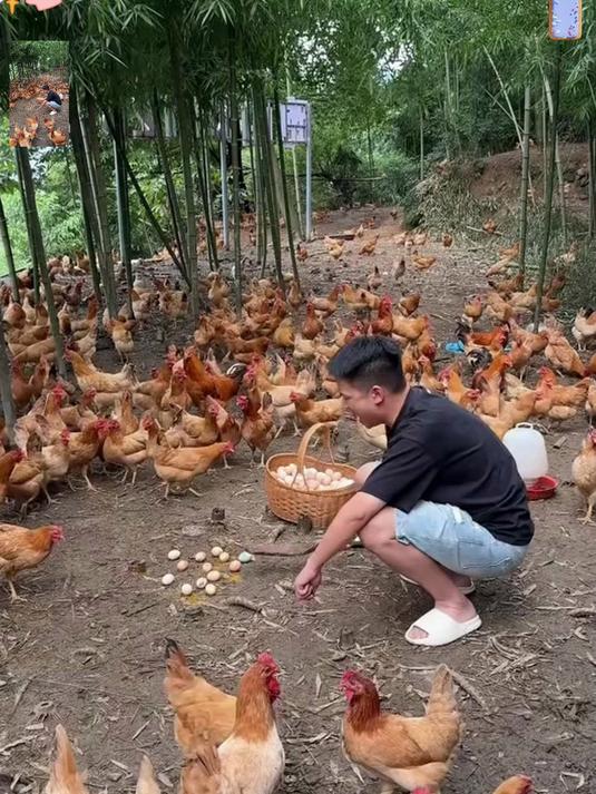 林间散养土鸡蛋！蛋黄金黄口感嫩，每天新鲜现捡