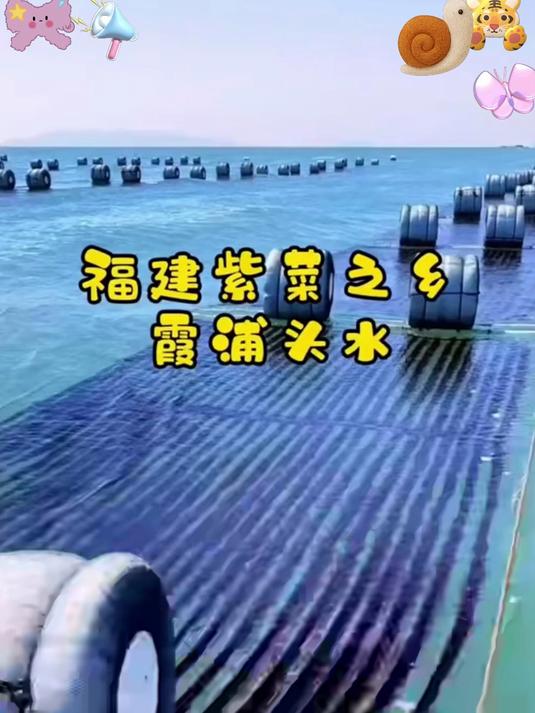 正宗福建头水紫菜,细嫩爽滑,营养高,全家煲汤必备!#春节#