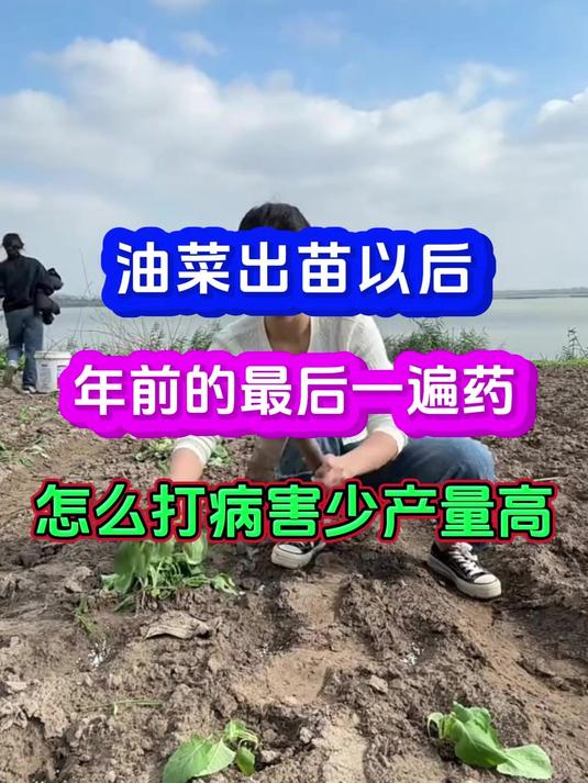 油菜出苗后这样管理病害少产量高