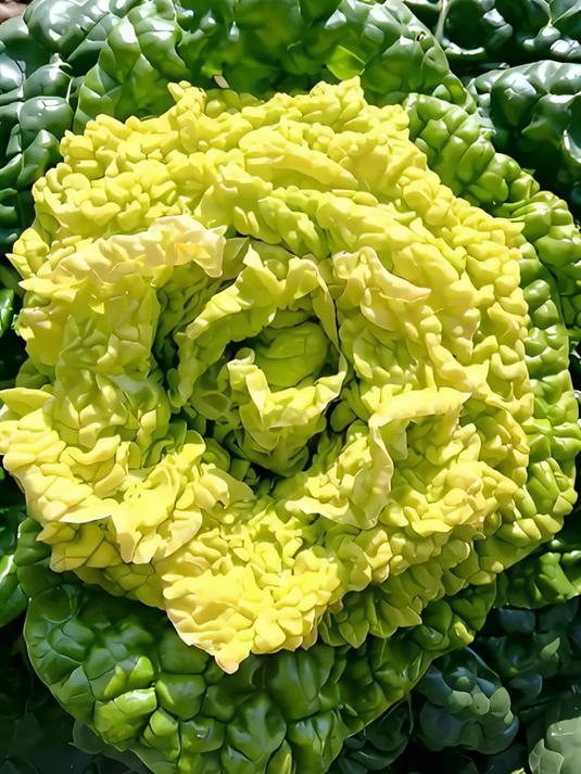 想让自家菜园长出优质黄心乌塌菜？种值时间是关键！