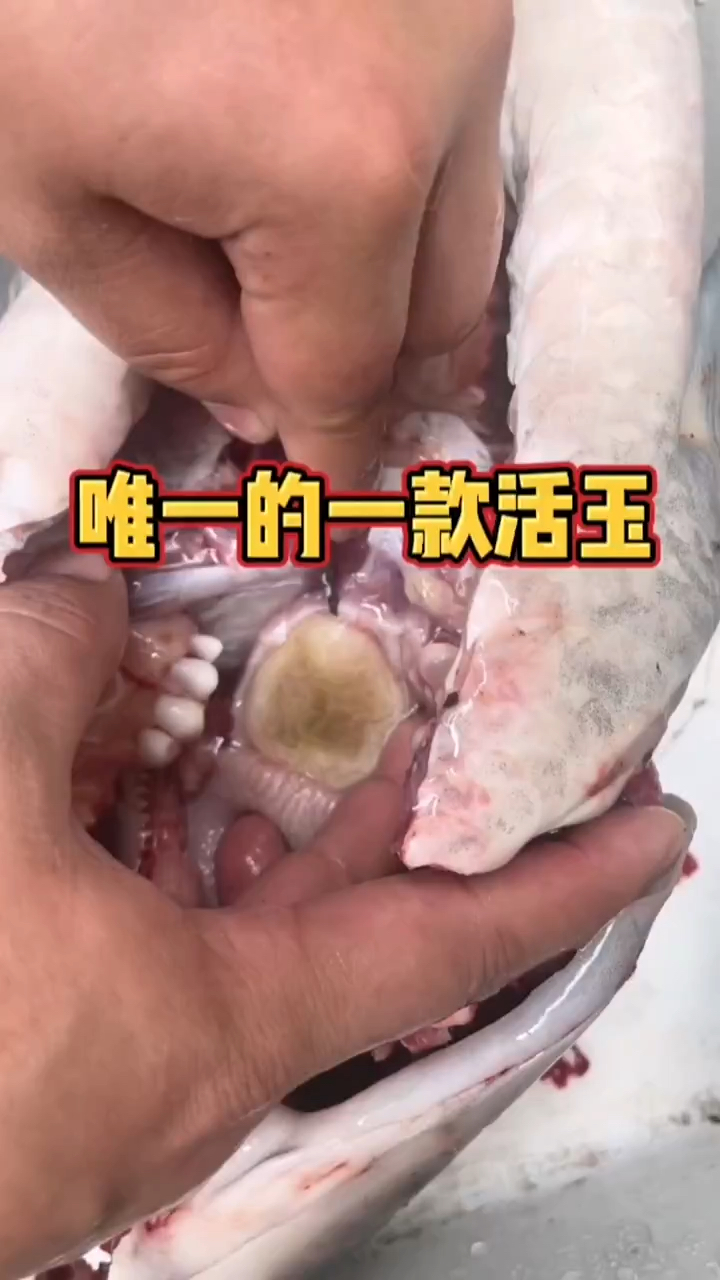大青鱼嘴里藏着一块玉,您知道吗?也是目前市面上的一款活玉,红烧之前一定要先取出来