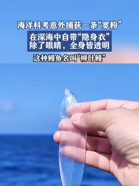 海洋科考队意外捕获一条“宽粉”,它名叫“柳叶鳗 ”,全身透明