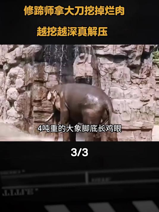 4吨大象得了“鸡眼”！修蹄师拿大刀挖掉烂肉，越挖越深真解压 