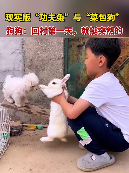 现实版“功夫兔”与“菜包狗”