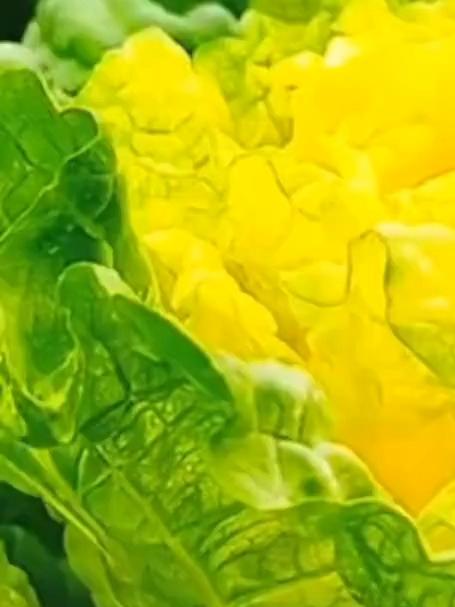想种菜不知咋选?黄心白菜种子来救场,种它准没错!
