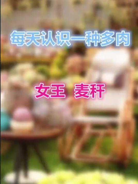 杂交王者，女王麦秆，现在便宜了，你玩不玩