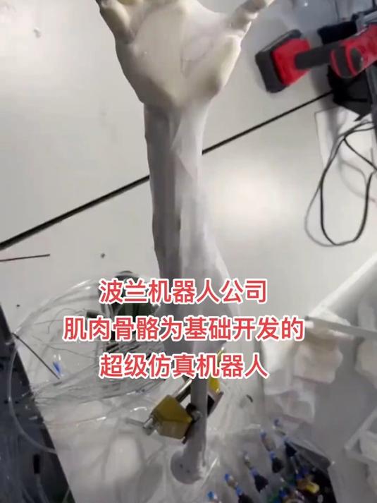 位于波兰的以肌肉骨骼为基础开发的超级仿真机器人