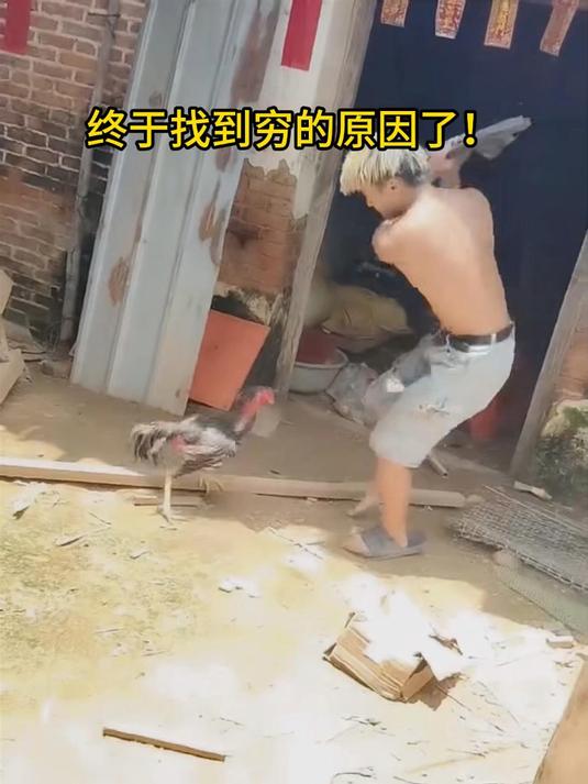 价值五个达不溜的斗鸡就这么玩?