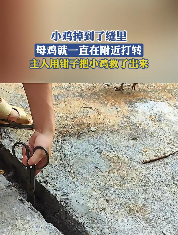 小鸡掉到缝里,母鸡就一直在附近打转,主人用钳子把小鸡救了出来